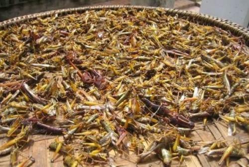 Самые шокирующие деликатесы разных стран мира