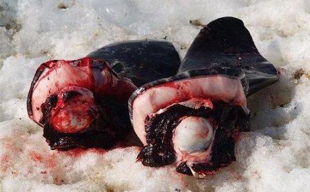 Самые шокирующие деликатесы разных стран мира