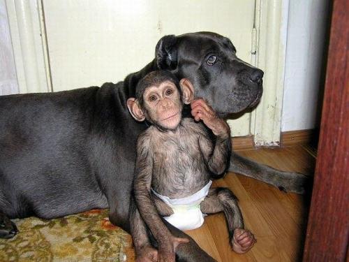 Мастиф усыновил шимпанзе