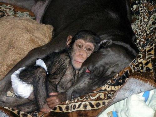 Мастиф усыновил шимпанзе