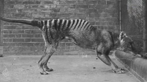 Животные прошлого, которых могут вернуть к жизни