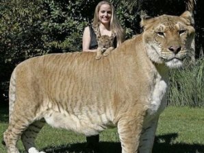 15 самых больших животных-рекордсменов