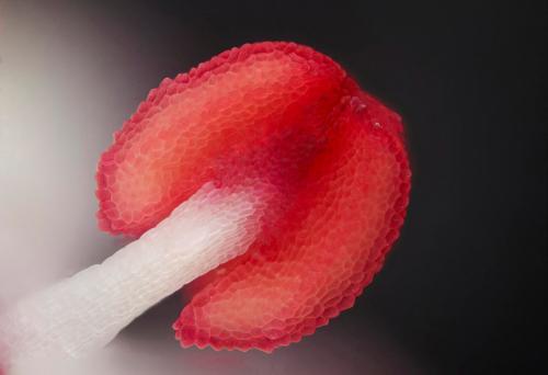 Победители конкурса микрофотографии Nikon Small World 2016