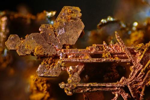 Победители конкурса микрофотографии Nikon Small World 2016