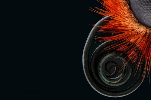 Победители конкурса микрофотографии Nikon Small World 2016