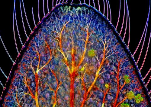 Победители конкурса микрофотографии Nikon Small World 2016