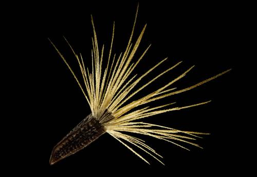 Победители конкурса микрофотографии Nikon Small World 2016