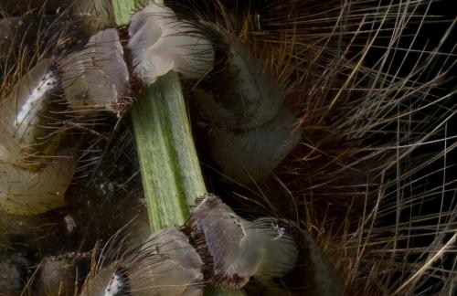 Победители конкурса микрофотографии Nikon Small World 2016