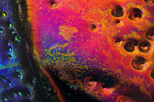 Победители конкурса микрофотографии Nikon Small World 2016