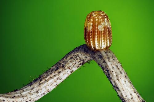 Победители конкурса микрофотографии Nikon Small World 2016