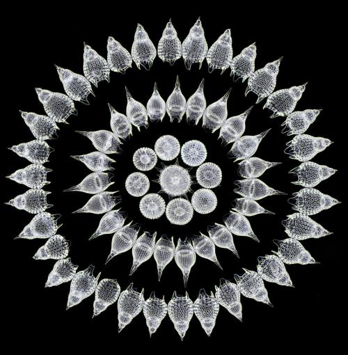 Победители конкурса микрофотографии Nikon Small World 2016