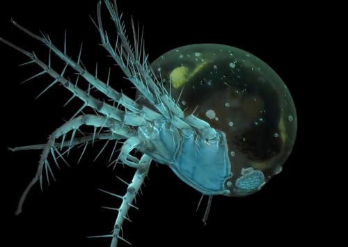 Победители конкурса микрофотографии Nikon Small World 2016