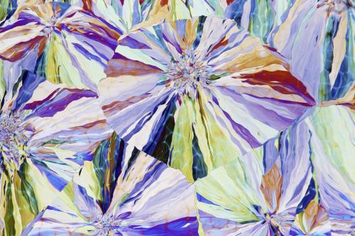 Победители конкурса микрофотографии Nikon Small World 2016