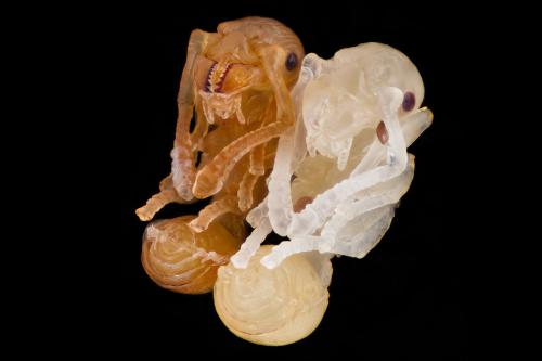 Победители конкурса микрофотографии Nikon Small World 2016