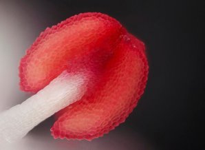 Победители конкурса микрофотографии Nikon Small World 2016