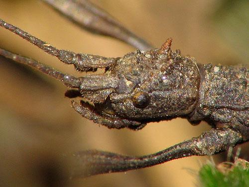 ТОП-10 животных-призраков