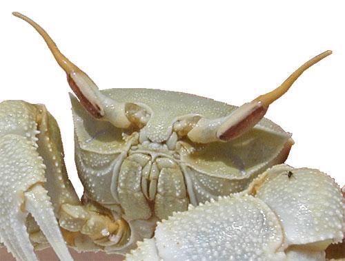 ТОП-10 животных-призраков