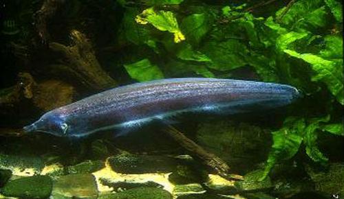 ТОП-10 животных-призраков