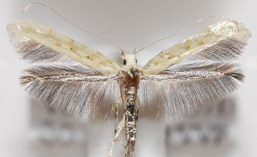 ТОП-10 животных-призраков