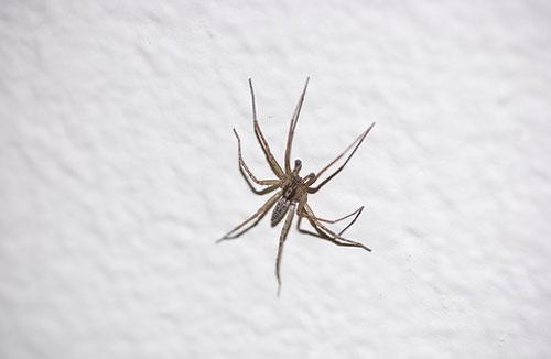 ТОП-10 животных-призраков