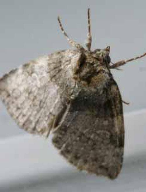 ТОП-10 животных-призраков