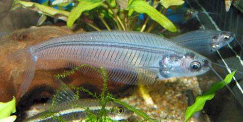 ТОП-10 животных-призраков