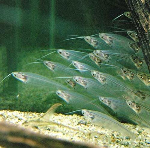 ТОП-10 животных-призраков