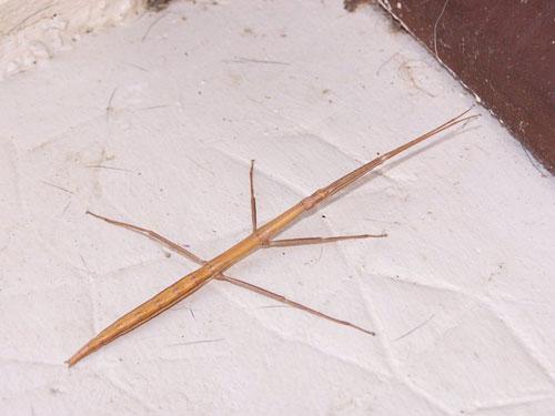 ТОП-10 животных-призраков