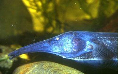 ТОП-10 животных-призраков