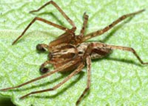 ТОП-10 животных-призраков