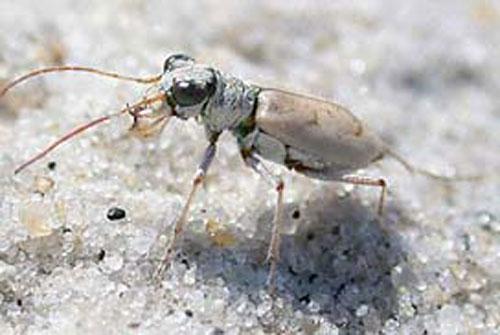 ТОП-10 животных-призраков