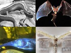 ТОП-10 животных-призраков