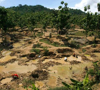 Золотая лихорадка: власть на все времена