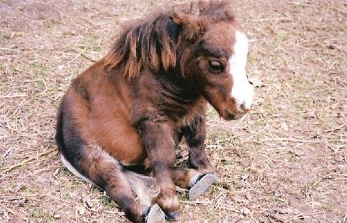 Самая маленькая лошадь в мире