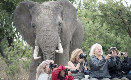 Волонтёрки так увлеклись фотосъёмкой в заповеднике в Зимбабве, что проворонили кадр всей своей жизни – слона весом семь тонн, который незаметно подкрался сзади.