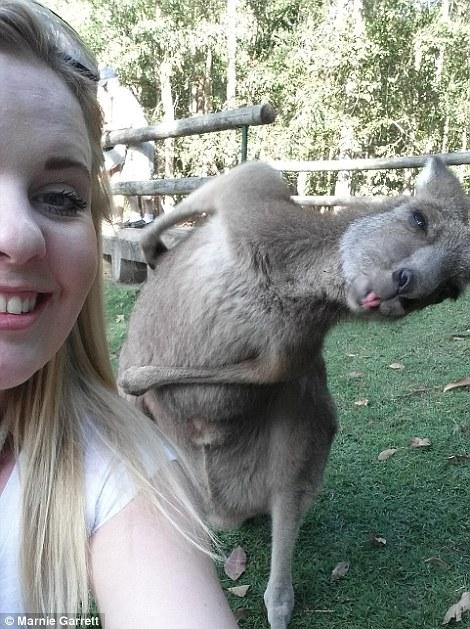 А этот кенгуру настолько забавен, что об этом снимке даже рассказали по телевизору в прайм-тайм.