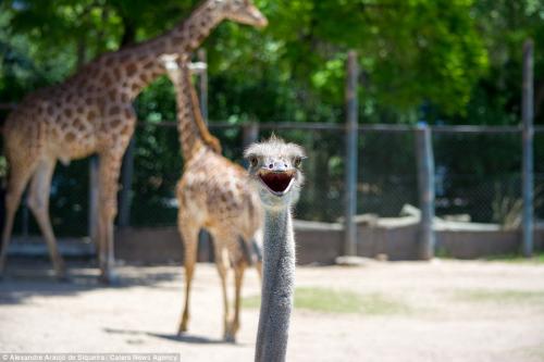 Страус неожиданно возник перед объективом фотографа, который пытался запечатлеть жирафов, в Буэнос-Айресском зоопарке.
