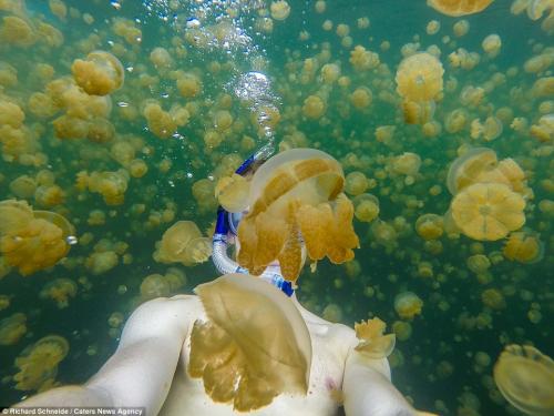 Несколько медуз практически полностью заслонили драйвера Ричарда Шнайде, котрый рассчитывал сделать селфи во время погружения в Озеро Медуз в Палау.