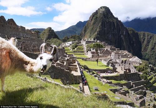Лама попала в кадр, когда турист фотографировал древний город Мачу-Пикчу.