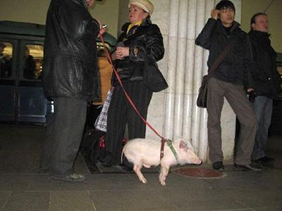 Странные пассажиры общественного транспорта