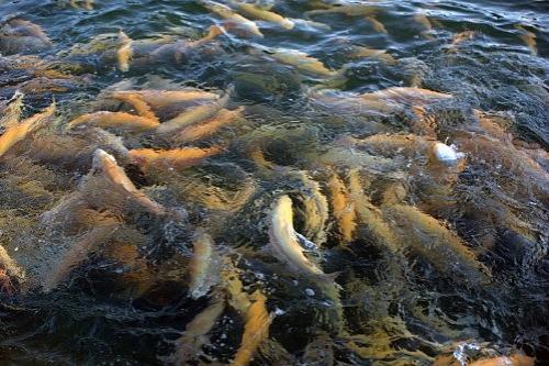 Дмитрий Медведев стал фотографом