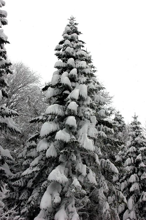 Дмитрий Медведев стал фотографом
