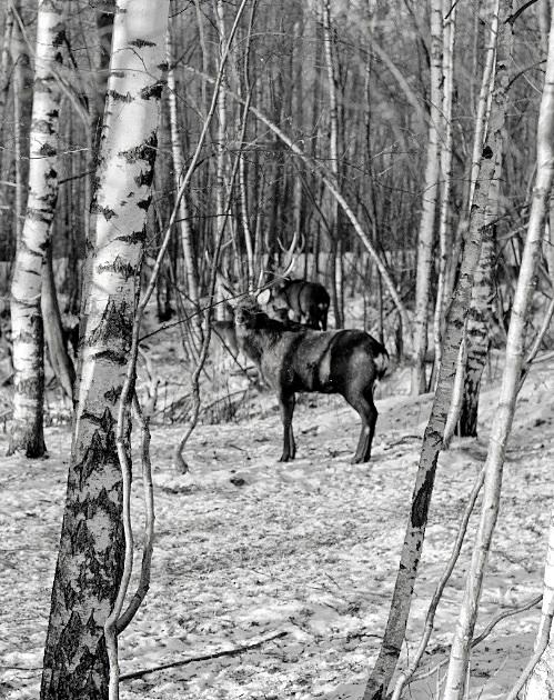 Дмитрий Медведев стал фотографом