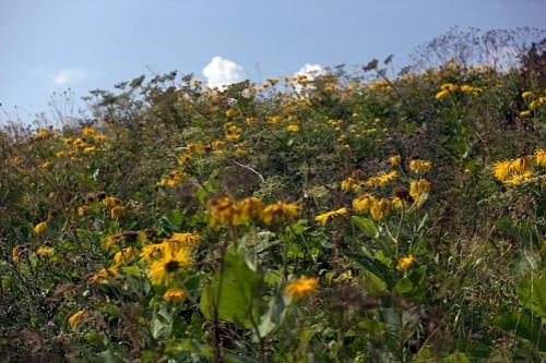 Дмитрий Медведев стал фотографом