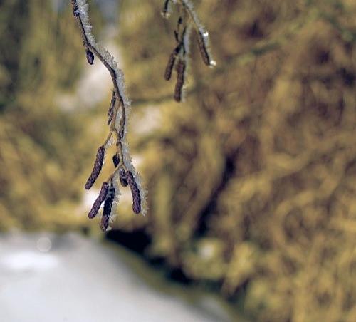 Дмитрий Медведев стал фотографом