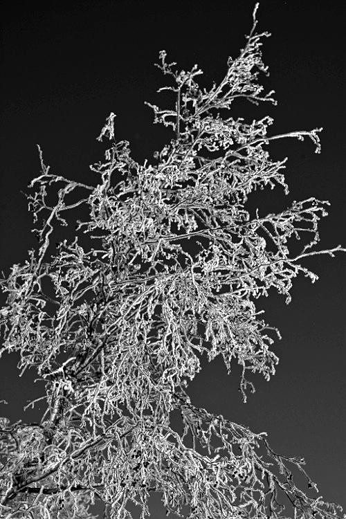 Дмитрий Медведев стал фотографом