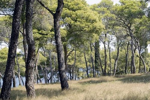 Дмитрий Медведев стал фотографом