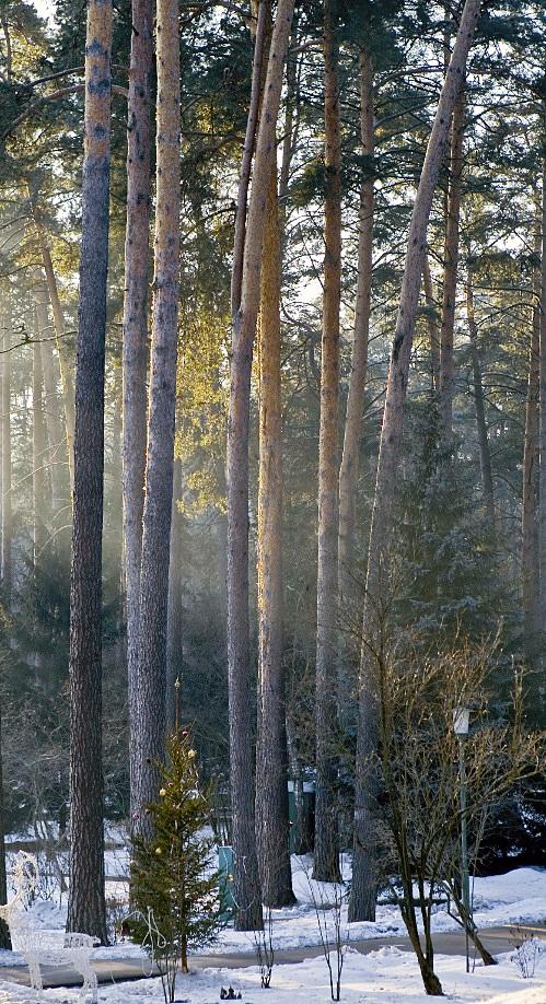 Дмитрий Медведев стал фотографом