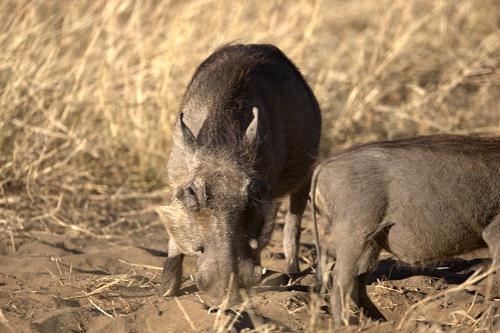Дмитрий Медведев стал фотографом