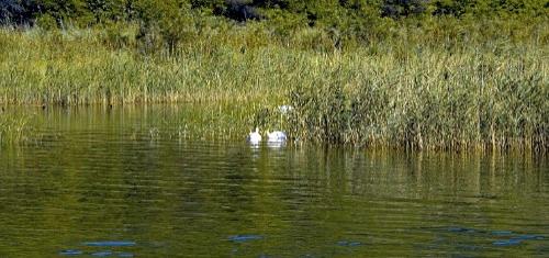 Дмитрий Медведев стал фотографом